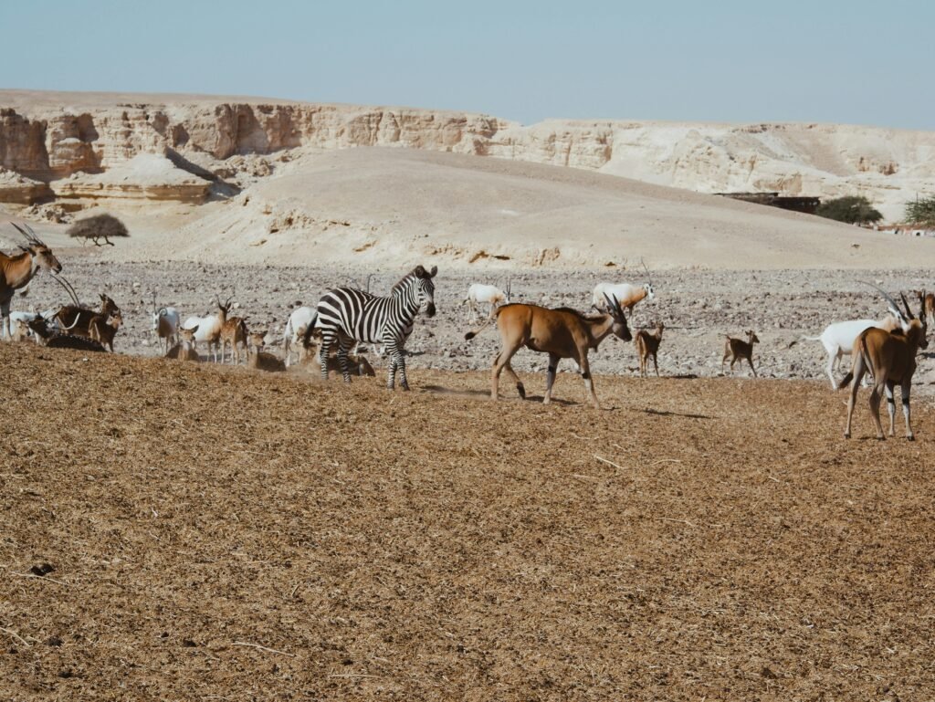 3. Namibia — Desert Safari, Dramatic Landscapes and One of Africa's Safest Countries
