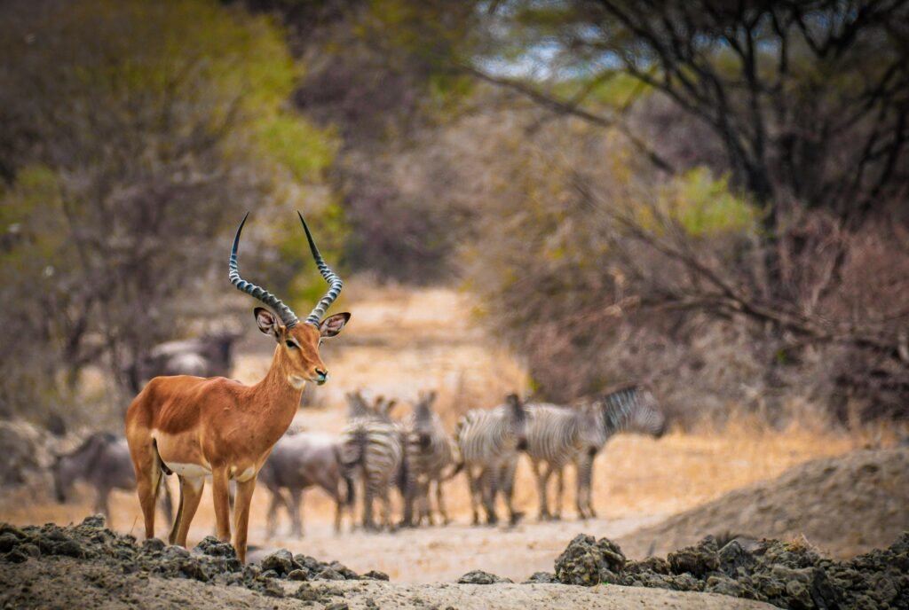4. Botswana — The Most Exclusive Safari Made Accessible