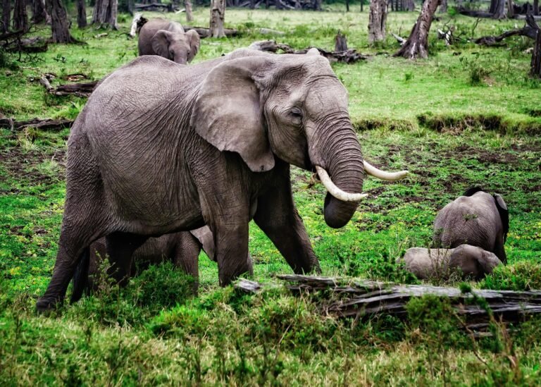 africa-budget-safari-solo-female-travelers
