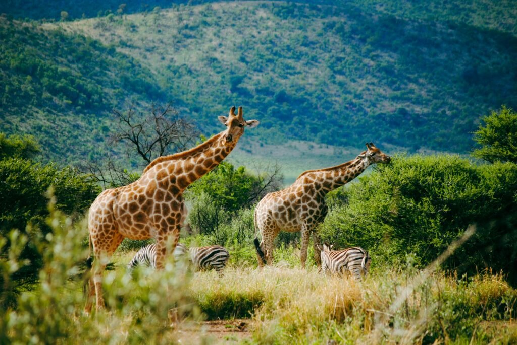 2. Kenya — Masai Mara, Coast and the Safari Country That Does It All