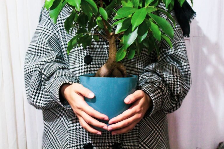 plant as a gift